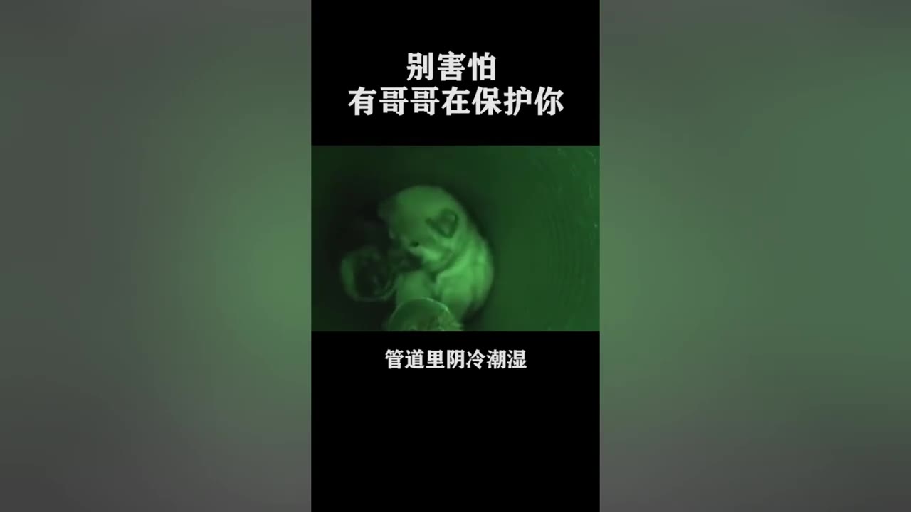 别怕有哥哥在保护你暖心 萌宠舍长