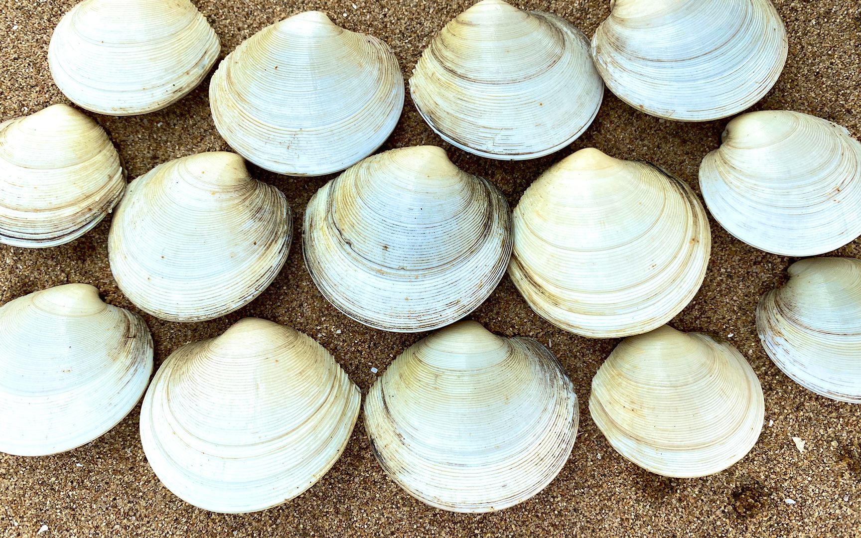 大玲赶海,在退潮后的沙滩上挖到好看的月亮贝,还收获了八爪鱼