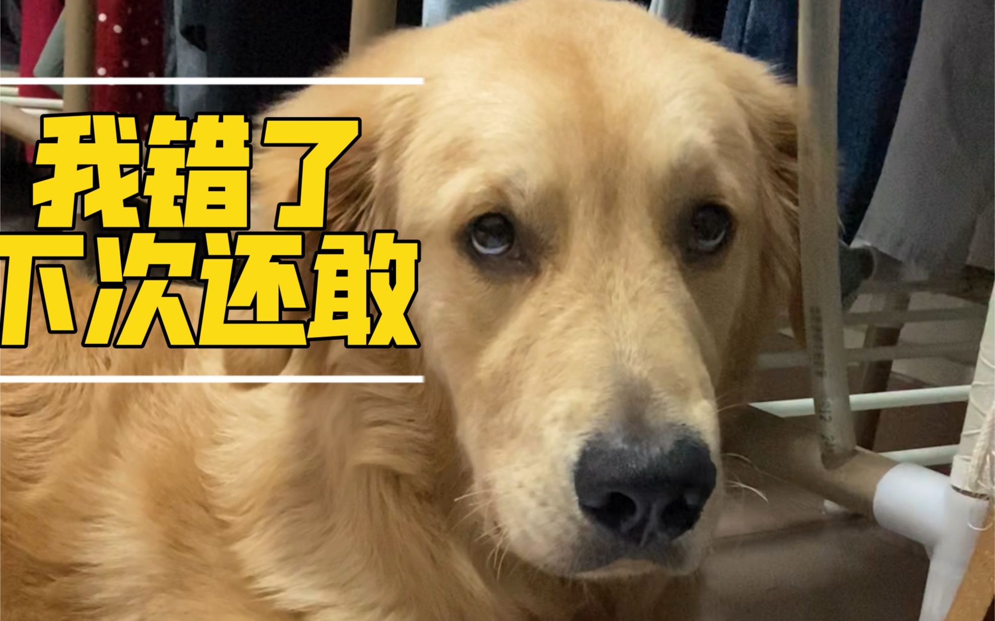 狗子:我知道错了,下次还敢