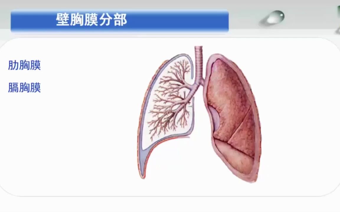 [3.4.2]2.2胸膜教学视频2哔哩哔哩bilibili