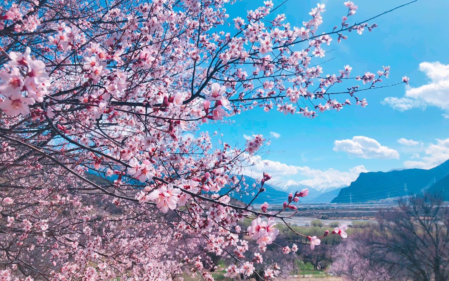 [图]待到桃花盛开