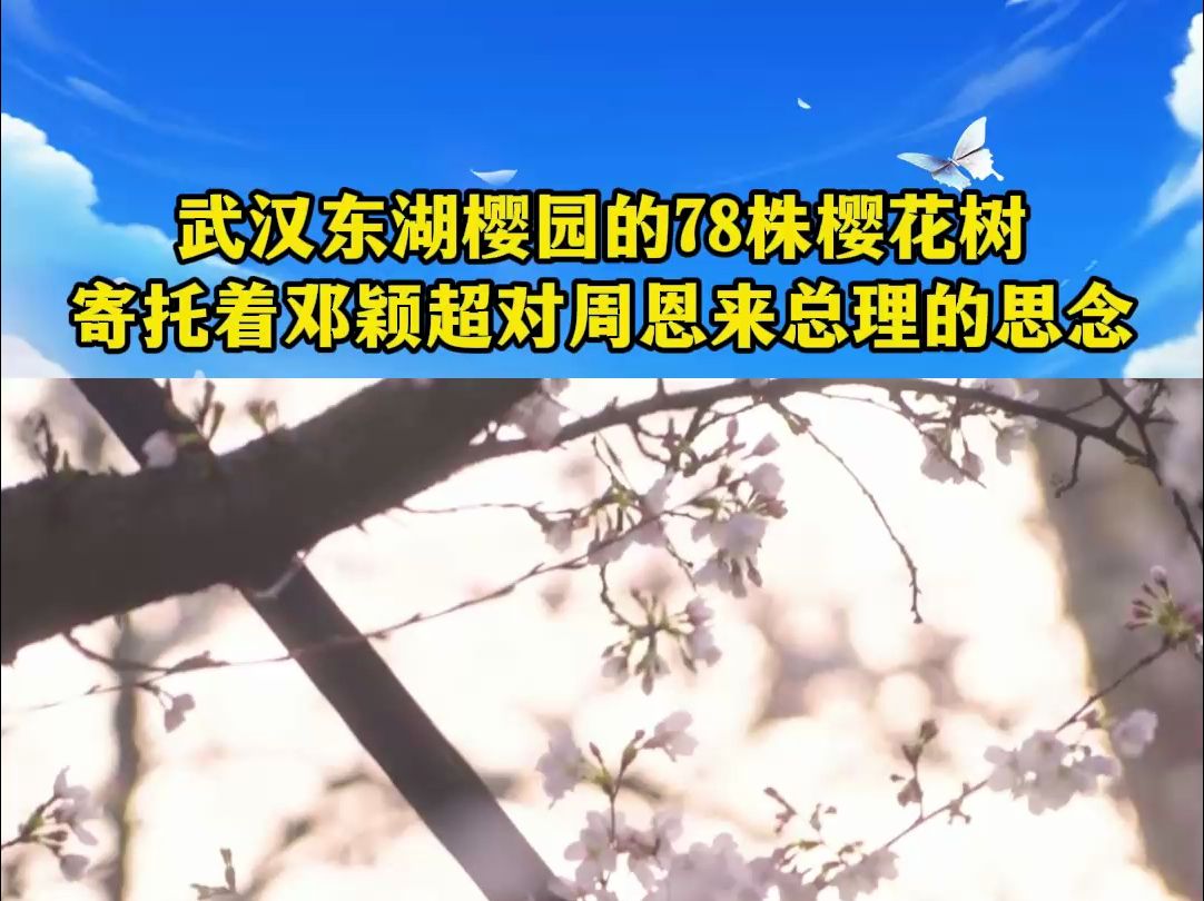 【走进春天里的中国】武汉东湖樱园的78株樱花树,寄托着邓颖超对周恩来总理的思念哔哩哔哩bilibili