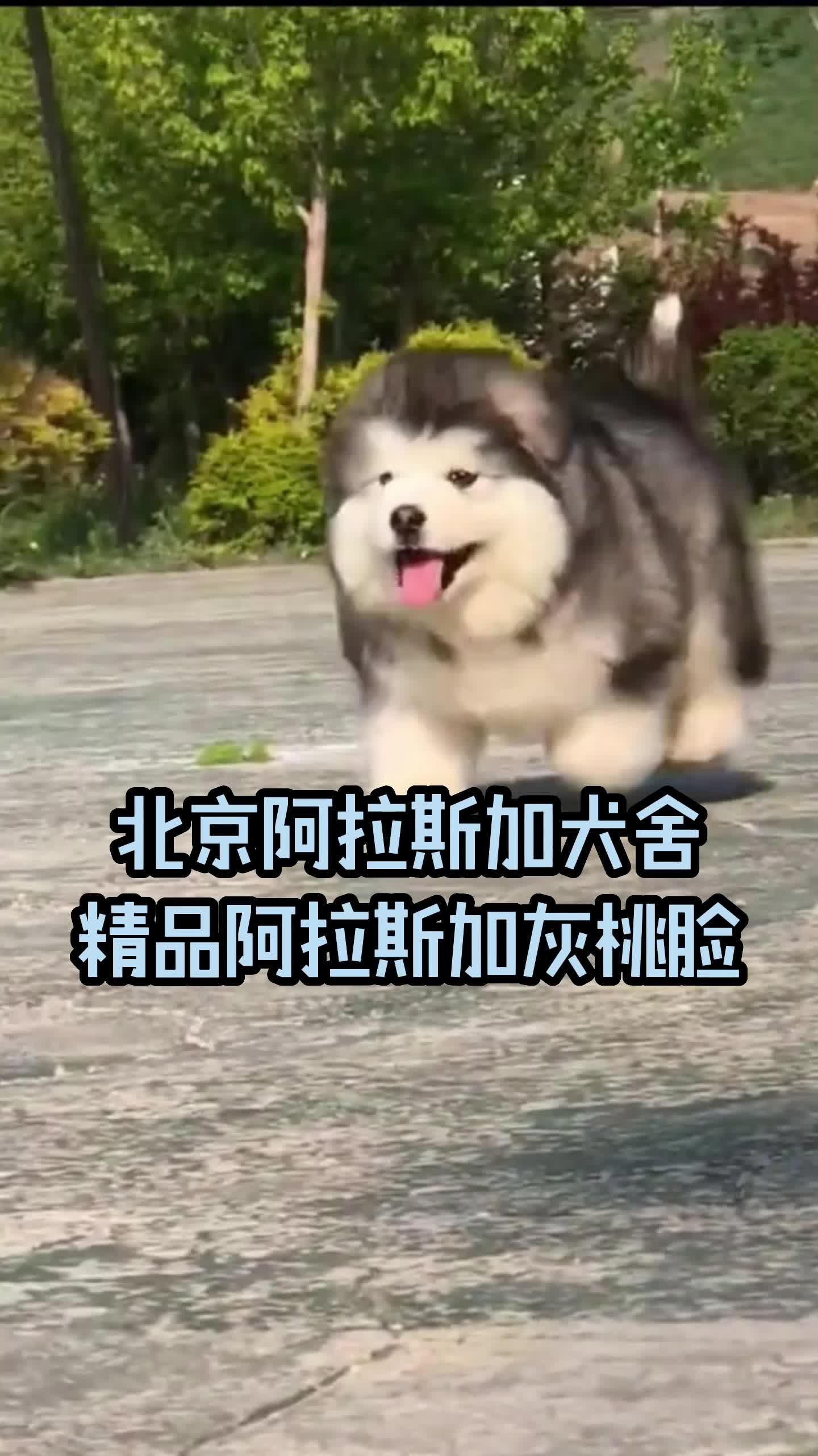 北京阿拉斯加犬舍今日分享精品阿拉斯加灰桃脸#阿拉斯加 #熊版