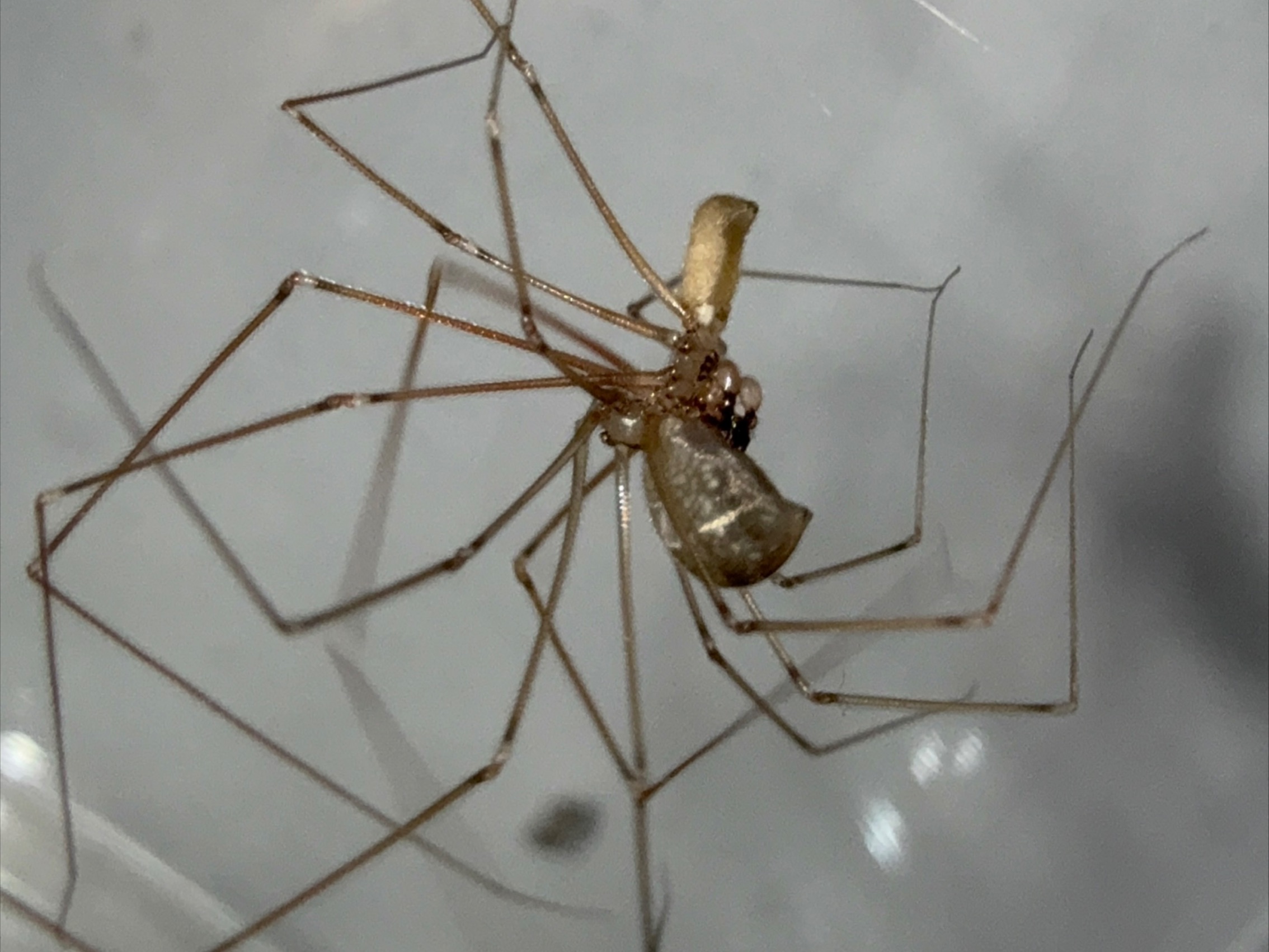 两种常见的幽灵蛛属物种 (曼纽幽灵蛛,家幽灵蛛) 的繁殖记录