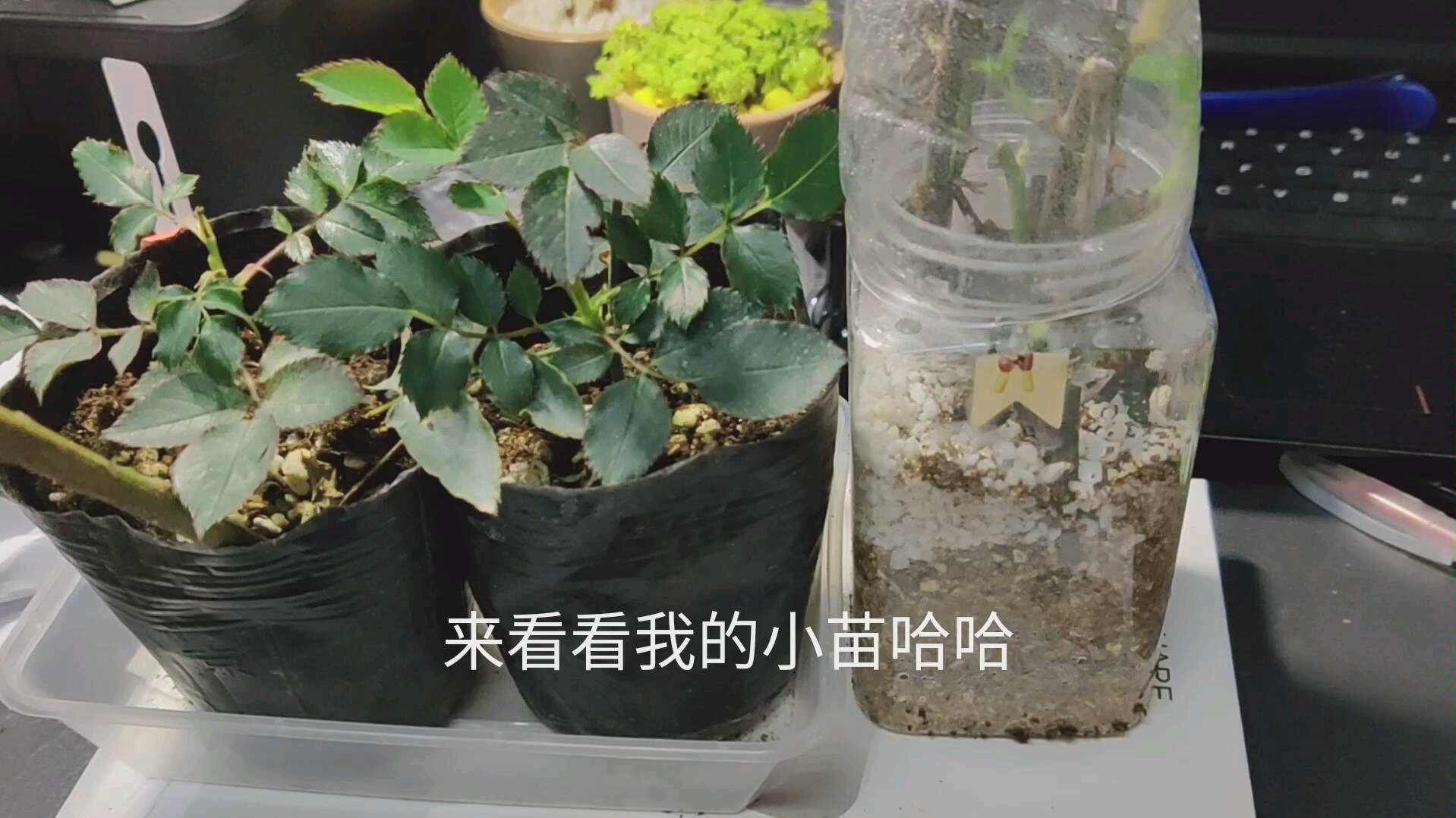 月季花小苗批发