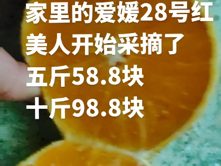 爱媛28号红美人果冻橙.b站粉丝加我备注,39.9块一箱5斤包邮.福利哔哩哔哩bilibili