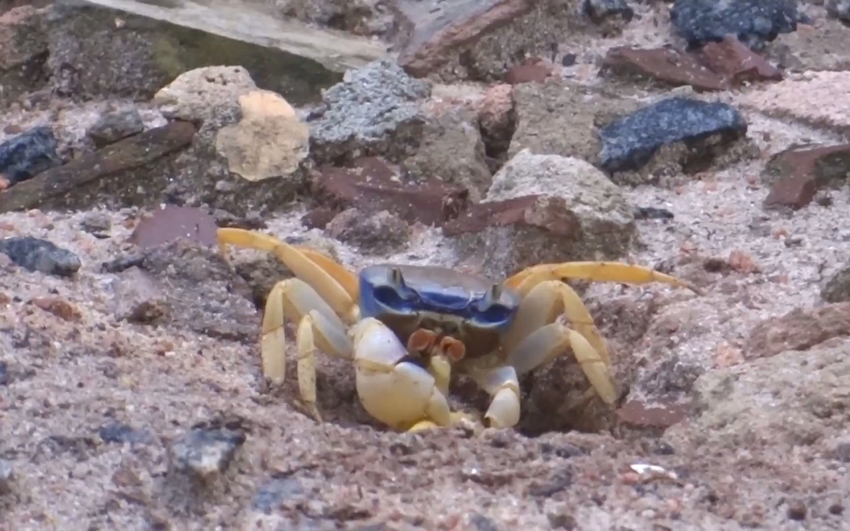 关氏圆轴蟹野外生存观察连载-4