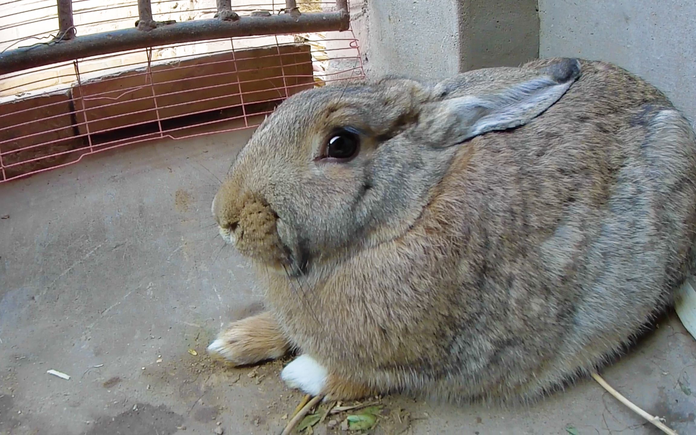 母兔对我的到来比较蒙瞪大眼睛看着我好像不认识我