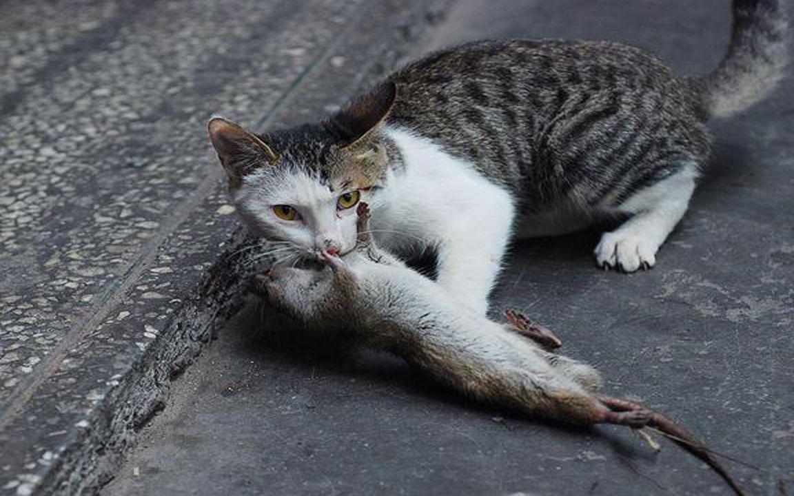 [图]猫吃老鼠猫捉老鼠猫玩老鼠的视频