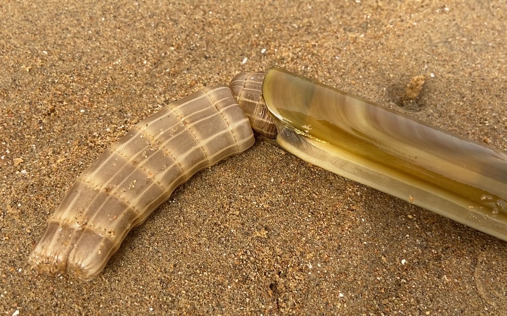 小斗发现海鲜的呼吸孔,挖出来比手还大的蛏王,鼻子掉了还能动