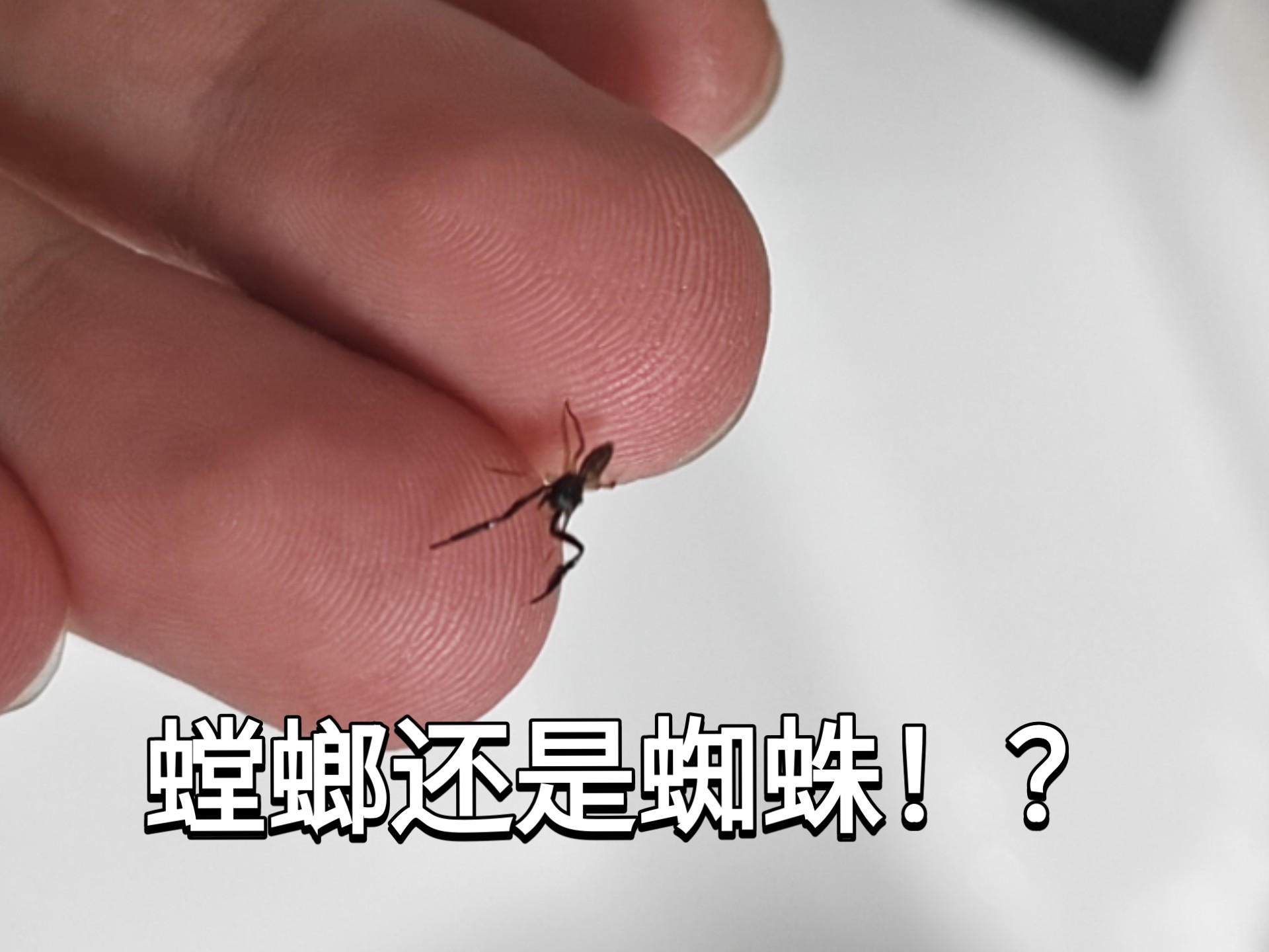 发现一只长得像螳螂又像蜘蛛的动物,有人认识吗?