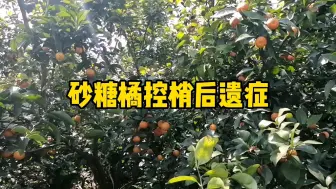 Video herunterladen: 二月公子讲柑橘，沙糖桔杀梢弊端日益显现