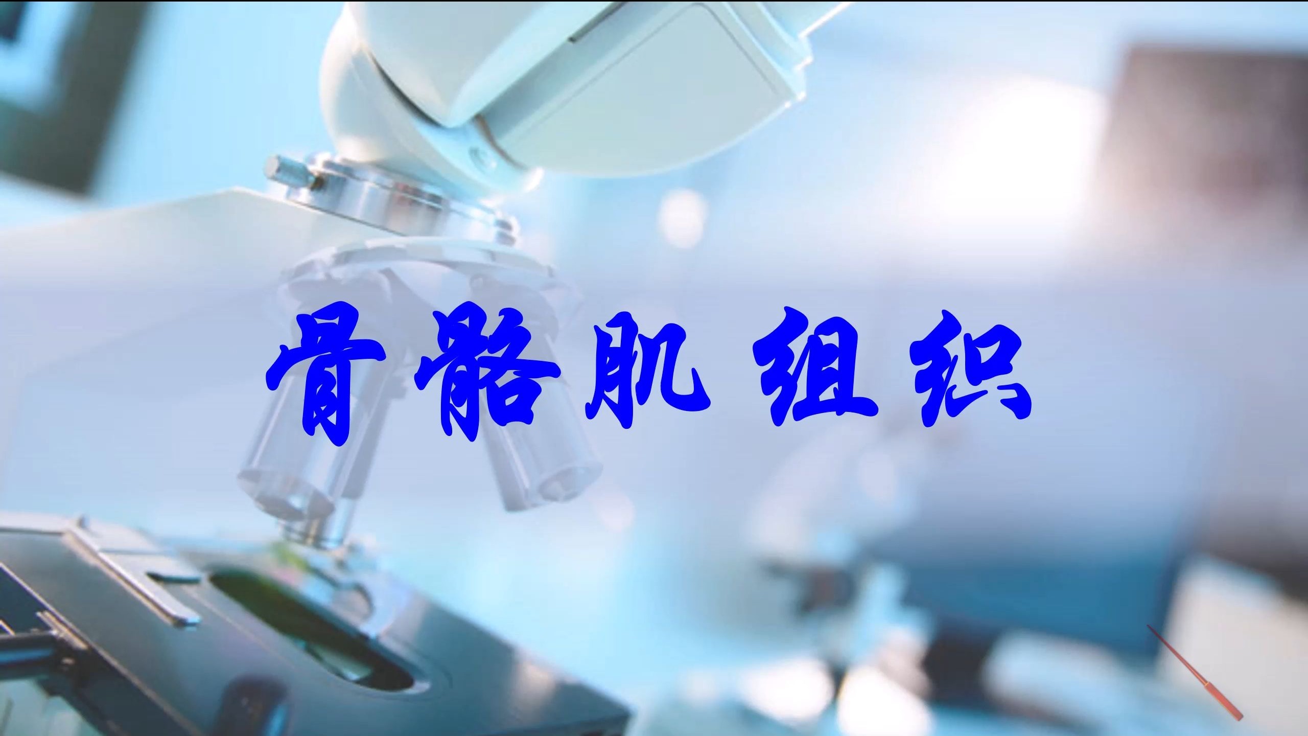 肌组织—骨骼肌
