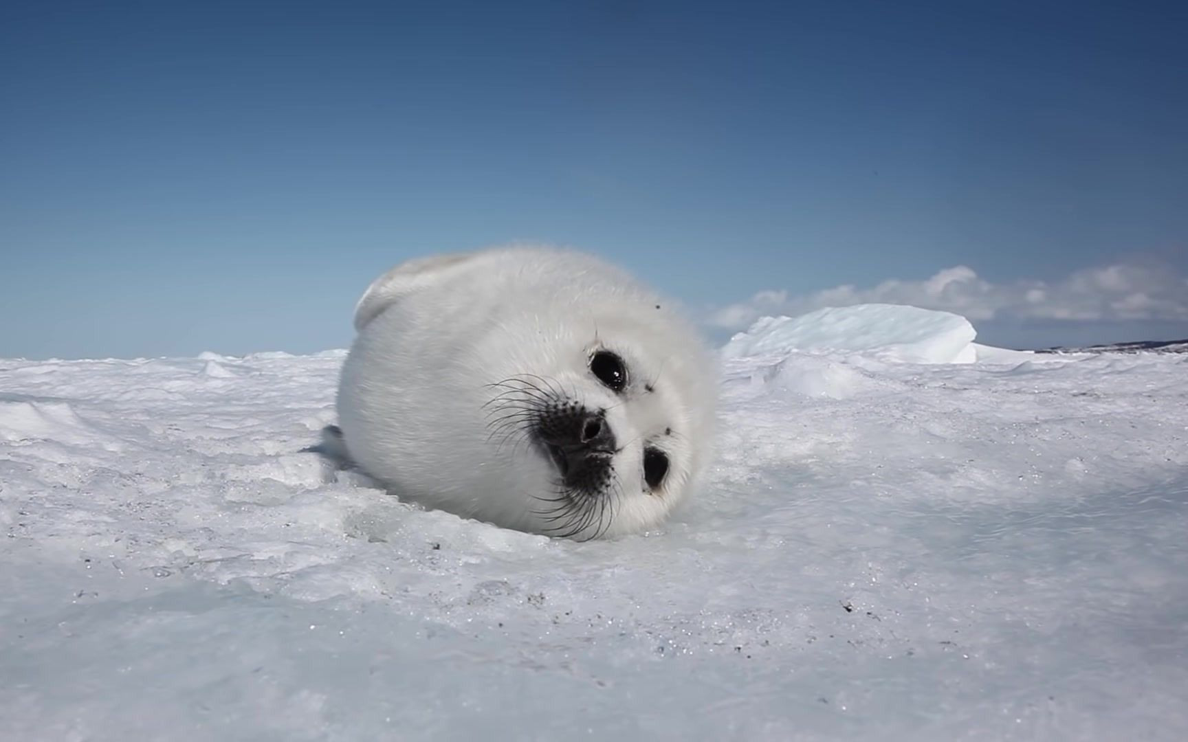 晴天下的海豹 (baby harp seal ch)