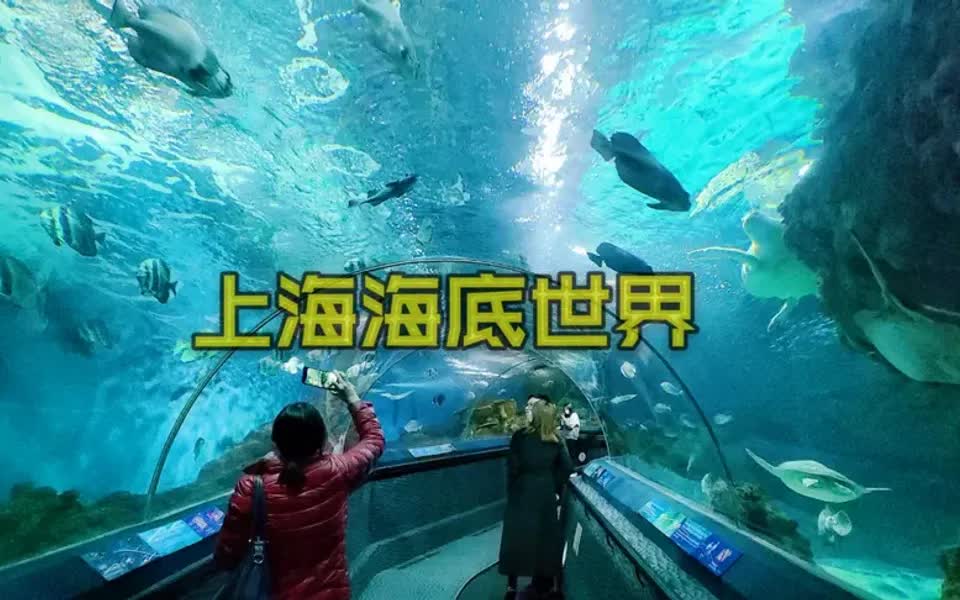 上海的海洋水族馆,世界上最长的海底观光隧道之一,门票160元哔哩哔哩bilibili