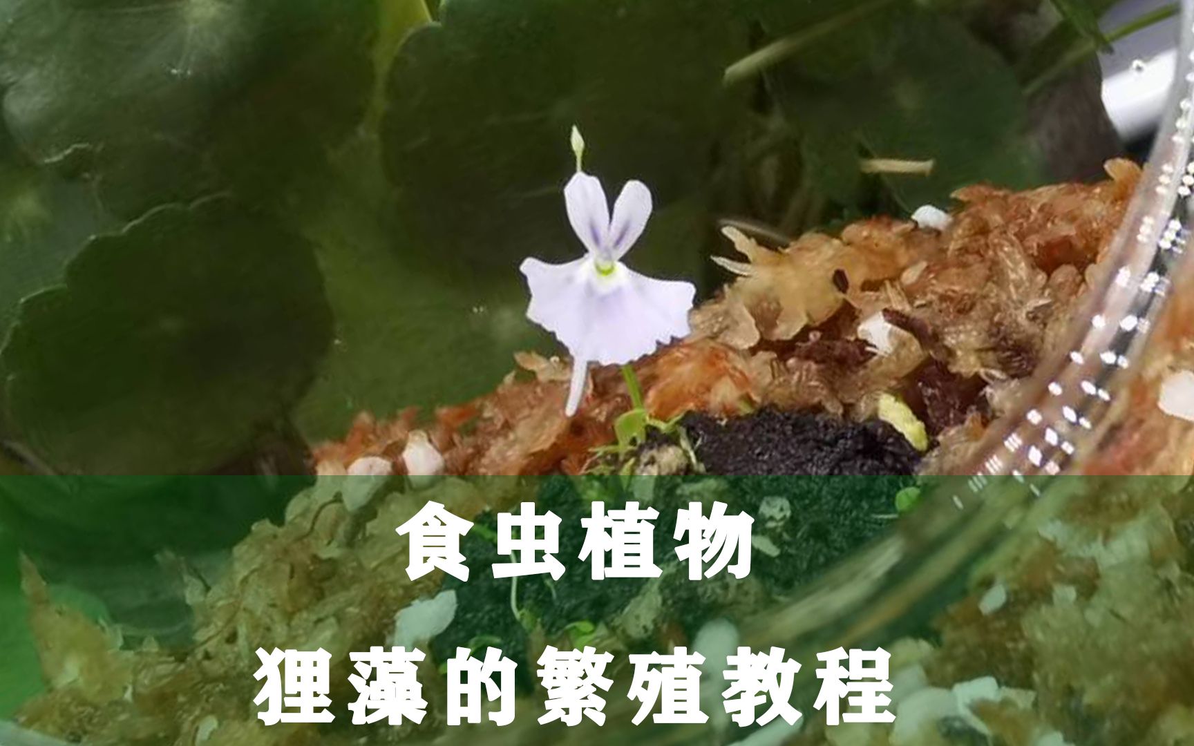 食虫植物小白兔狸藻的繁殖教程哔哩哔哩bilibili