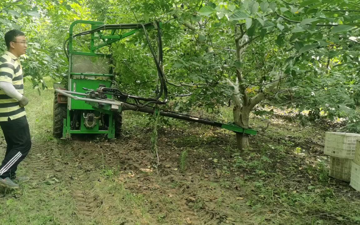 更加适合沙棘核桃振动采收机收获机动力来自拖拉机背负式