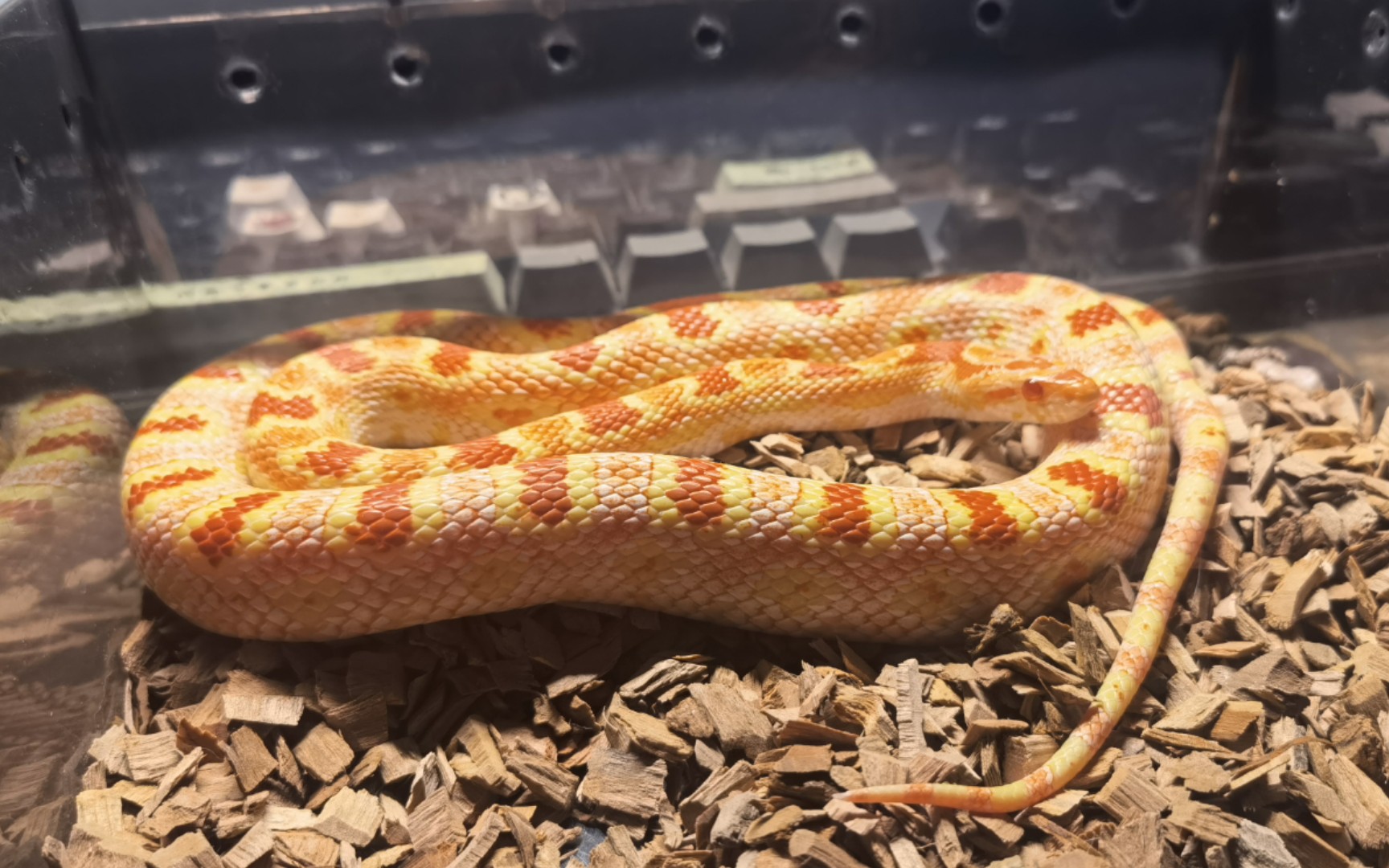 活动  2022年の第七次喂食反转玉米蛇