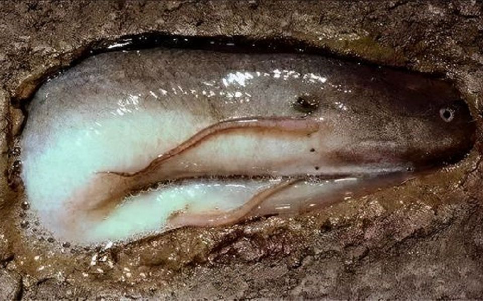 生命力超强的"僵尸鱼",埋土里四年不吃不喝,遇水三秒立马复活_哔哩