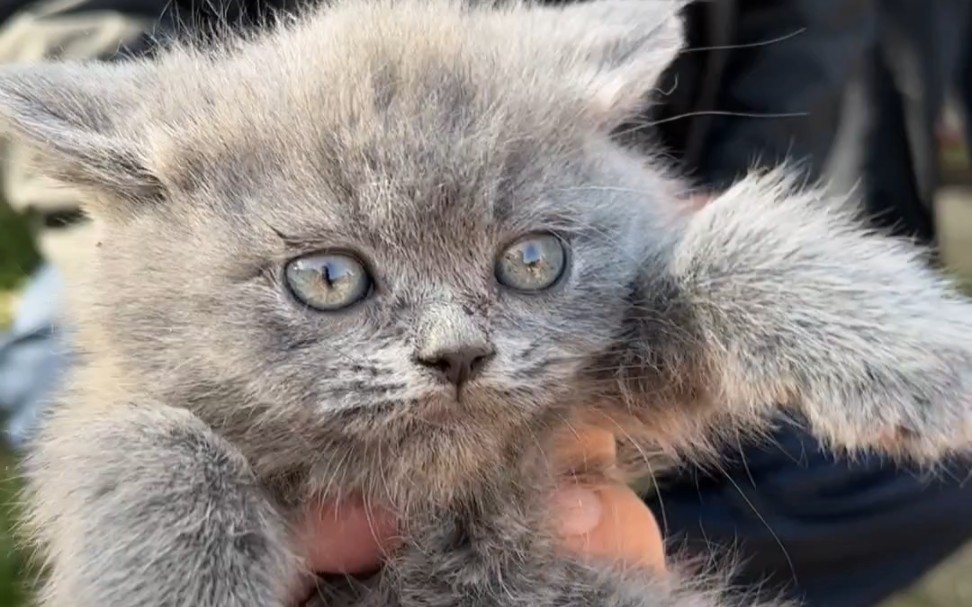 280给粉丝淘一只纯种小蓝猫