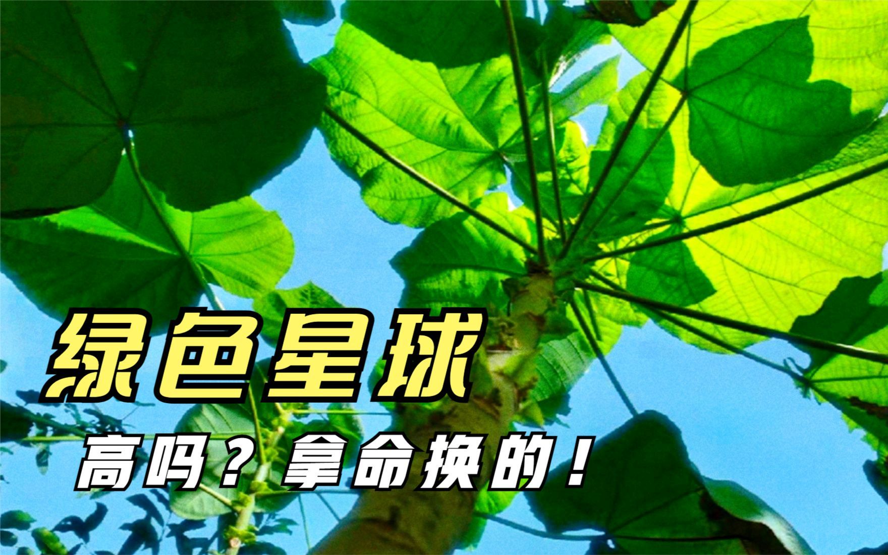 [图]植物也有攀比心，为了快速长高，不惜拿寿命来换！纪录片《绿色星球》