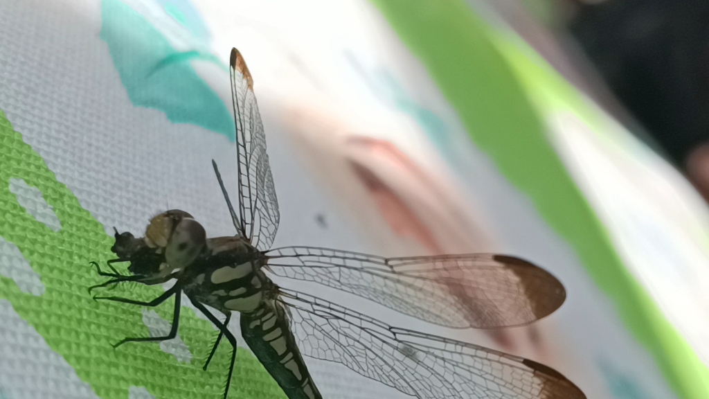 蜻蜓吃苍蝇