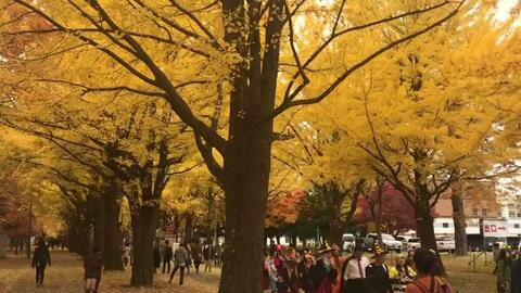 歩行動画 札幌 北海道大学 北12条 北18条 散歩 哔哩哔哩 つロ干杯 Bilibili