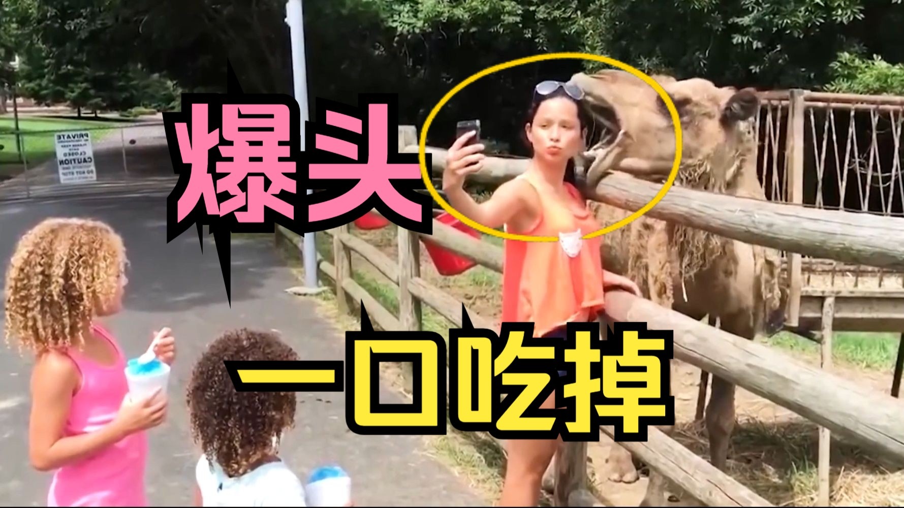 女子强行与骆驼合影，下一秒悲剧发生「爆头」