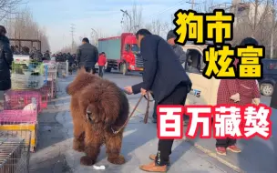 Download Video: 狗市罕见“天价藏獒”大哥的炫富之路苦不堪言，路人一句话，打脸