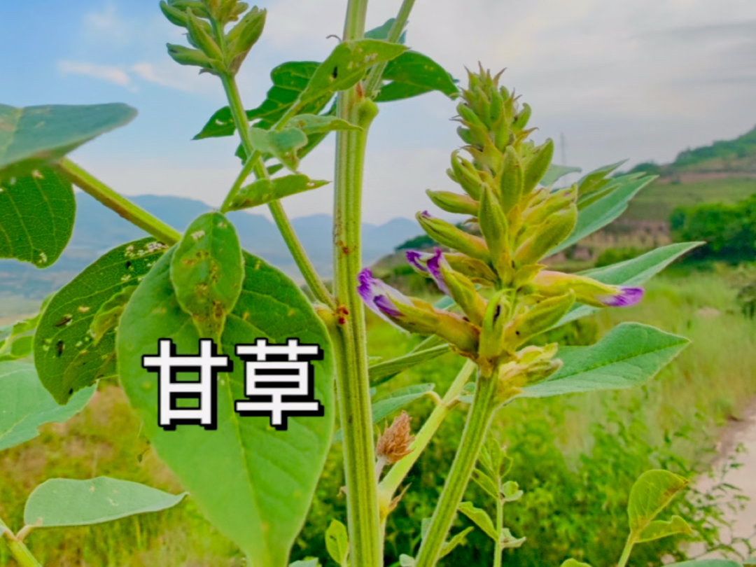 《甘草——本草世界里的明星》哔哩哔哩bilibili