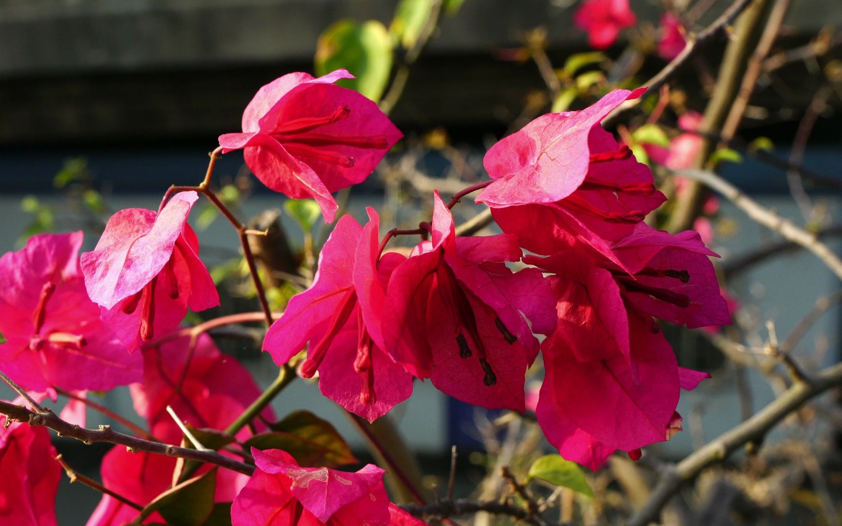 三角梅||宝巾花花开