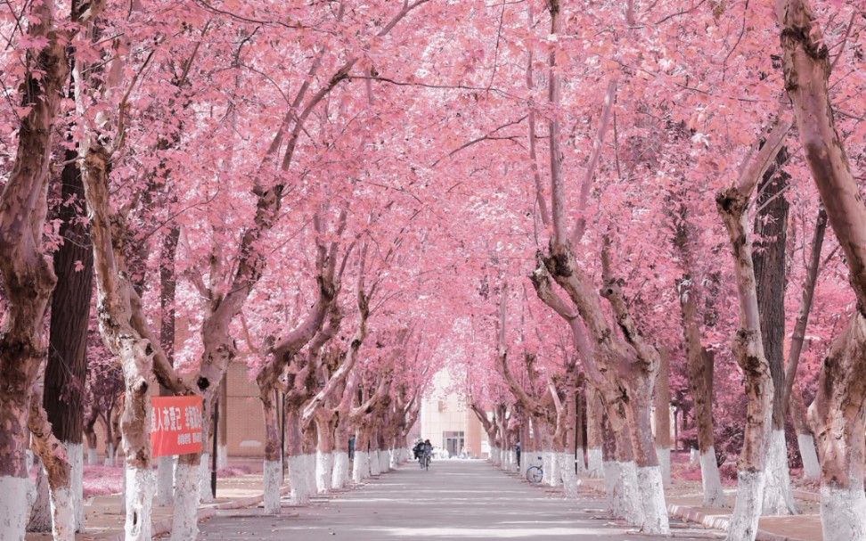 [图]CDUT的樱花大道 落英缤纷