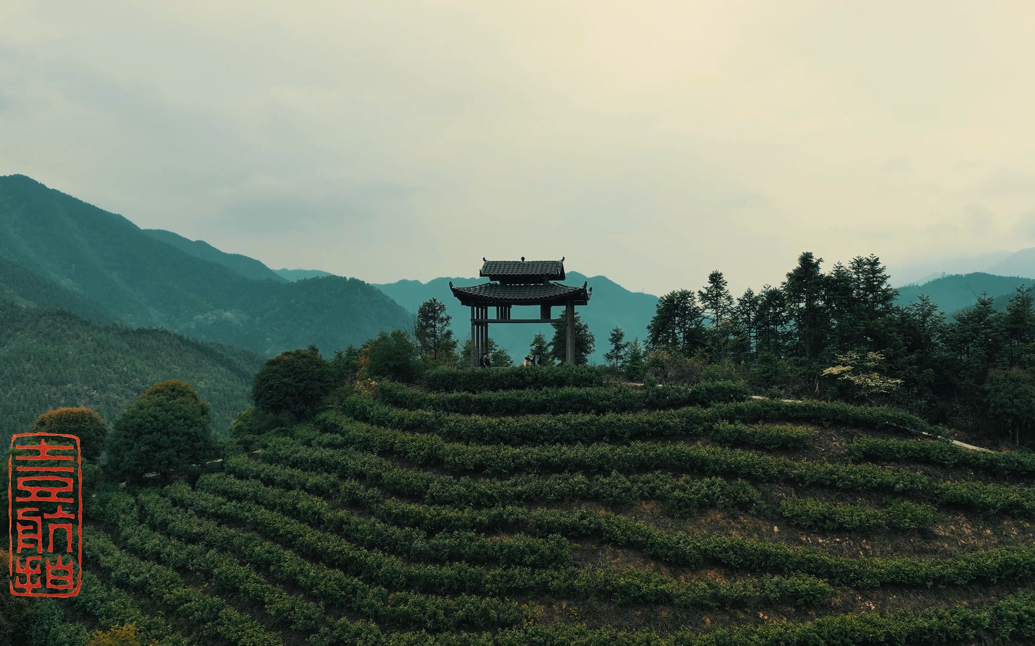 茶山有风情,风景自迷人.洞口县古楼湘乐茶园美如画,还有满山蕨菜可采