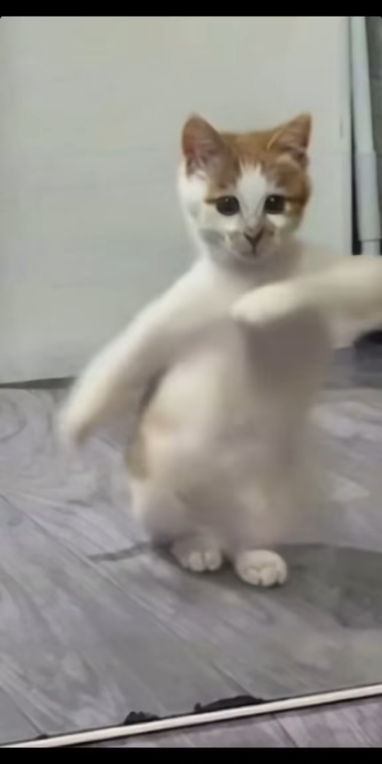 猫猫也要跳科目三