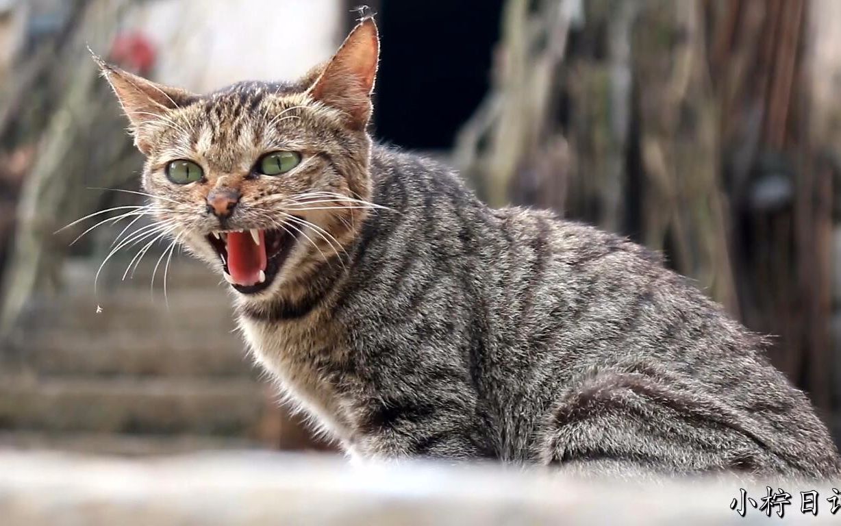 农村散养狸花猫就是凶,陌生大狗入侵领地,立马露出凶神恶煞的表情