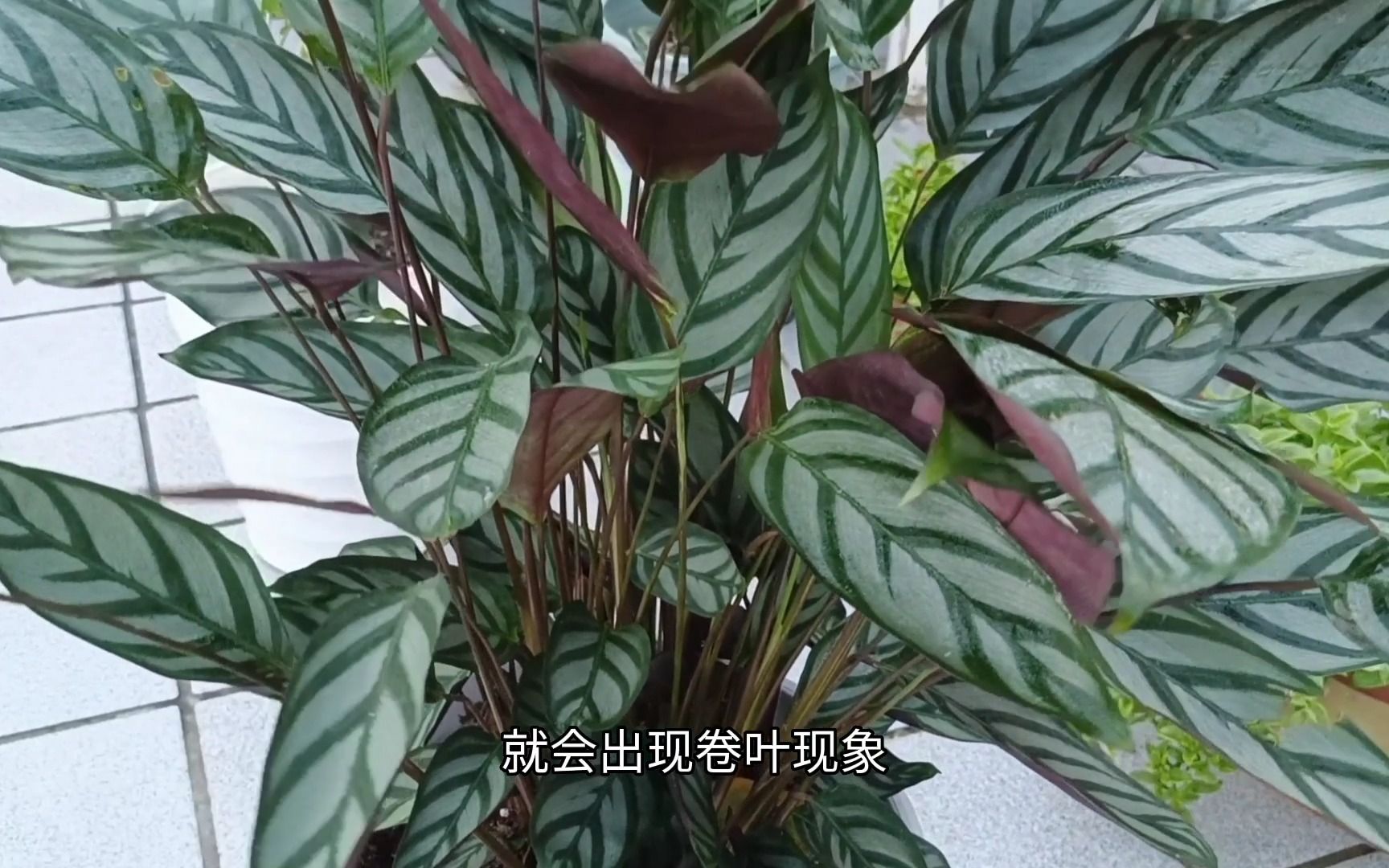 竹芋类植物爱卷叶,满足它这三个“喜好”,新芽新叶多,观赏性高哔哩哔哩bilibili