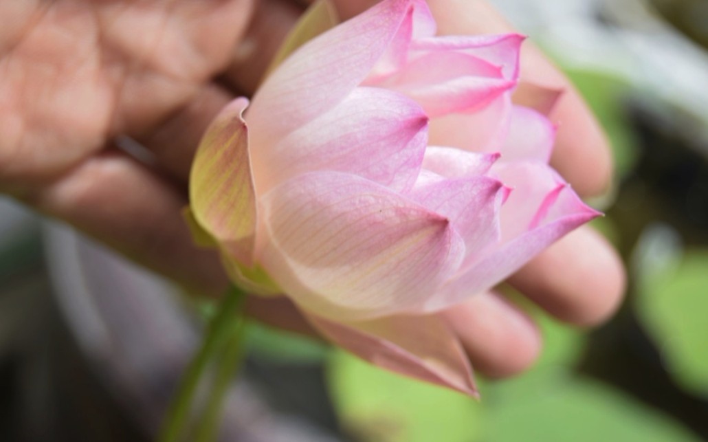 碗莲——稚雀喙(小鸟嘴)