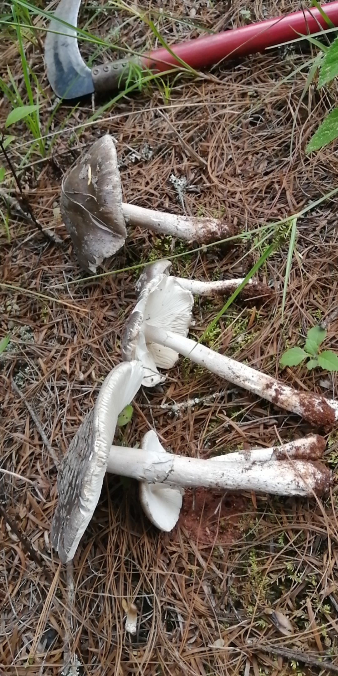 捡菌子_哔哩哔哩_bilibili