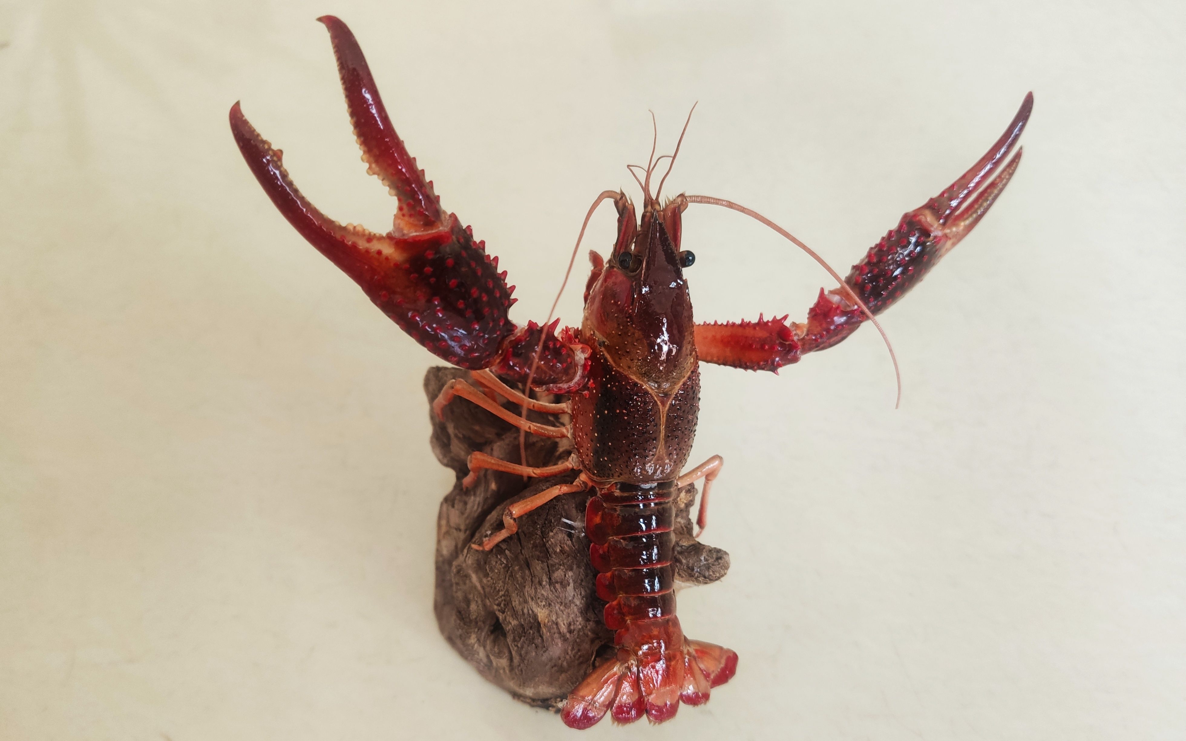 小龙虾标本
