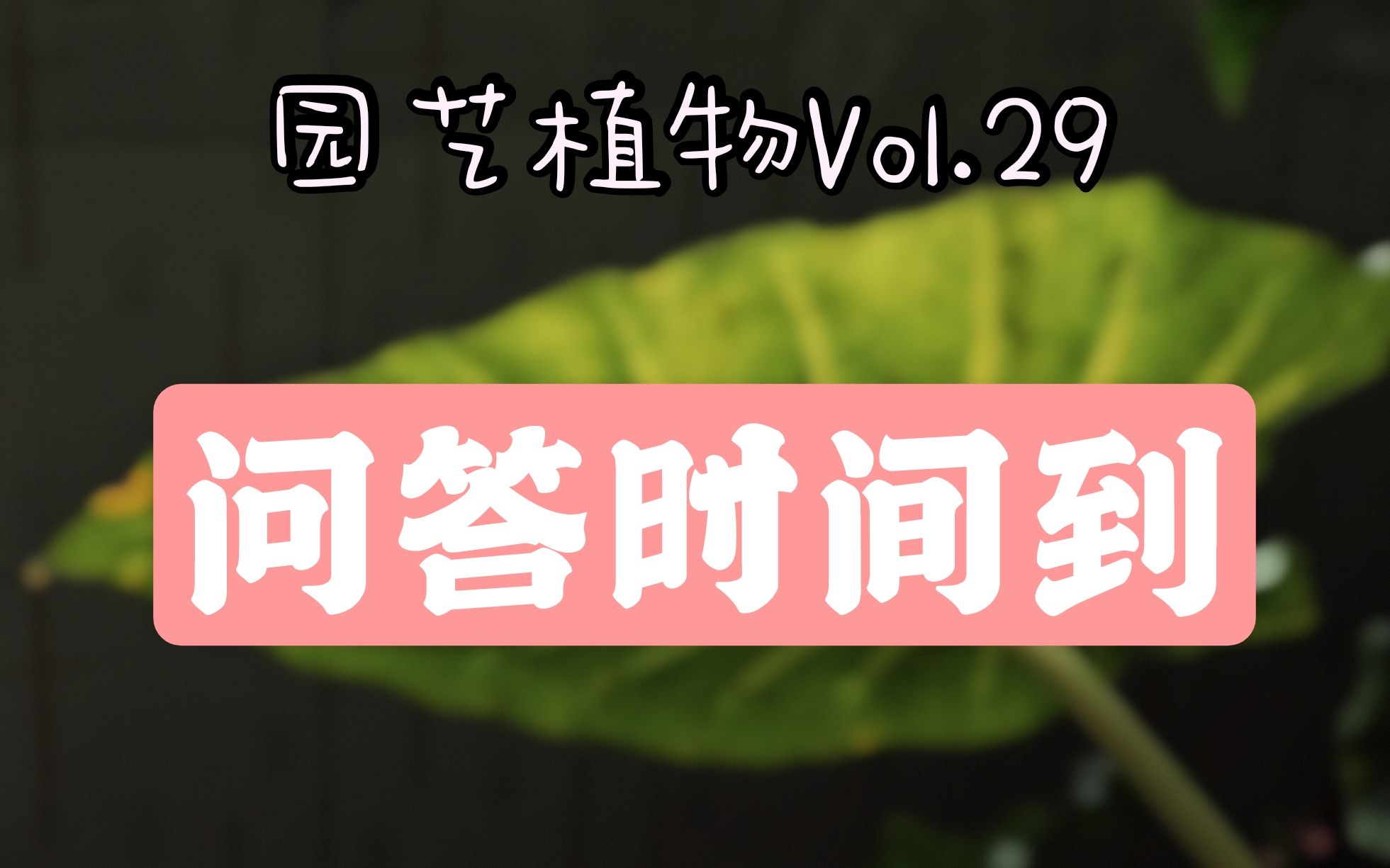 【园艺植物Vol.29】动态问答 本期知识点密集 希望有用! 秋海棠/龟背竹/海芋/蔓绿绒哔哩哔哩bilibili