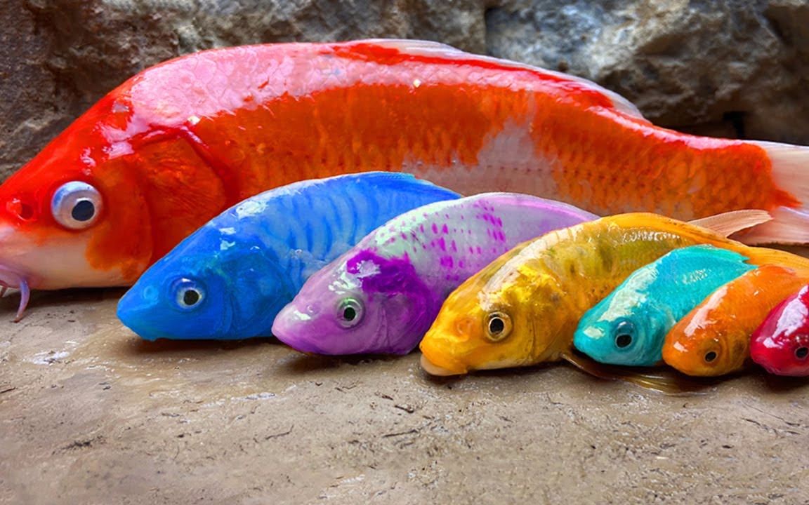 河边的异国情调多彩鱼-停止运动烹饪放松鳗鱼蛋,海鲜,鲶鱼