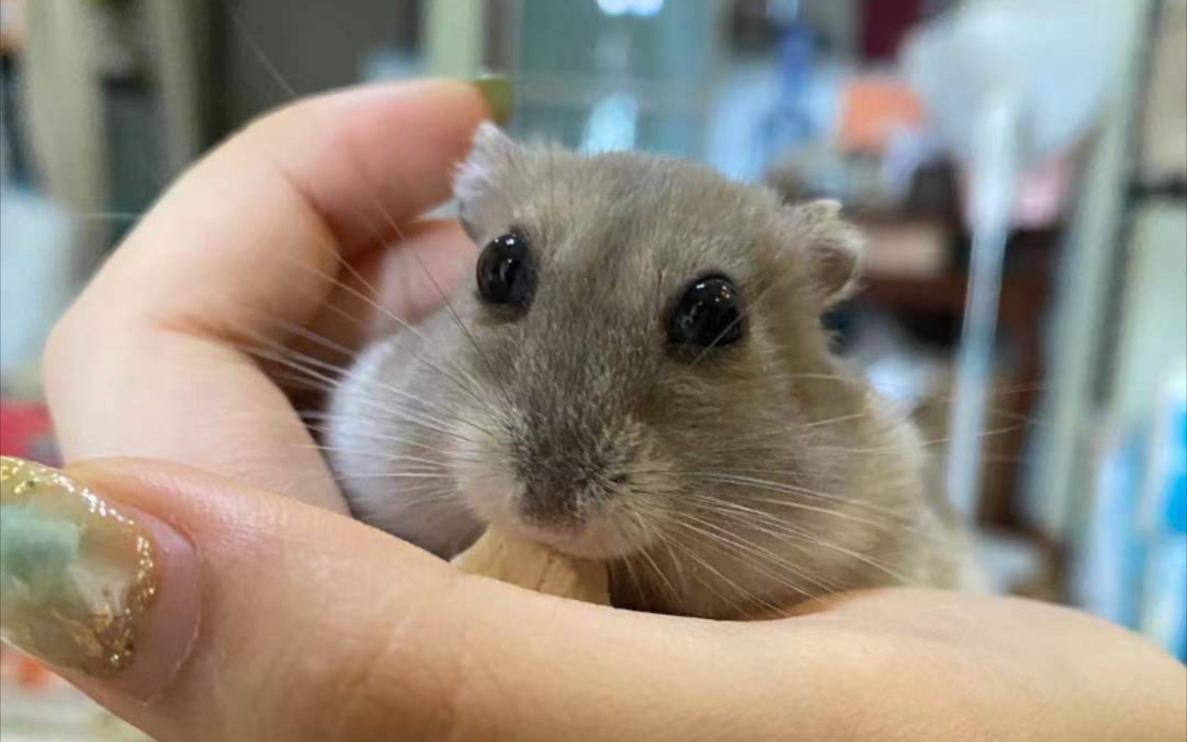 【仓鼠】张寸光的卡姿兰大眼睛