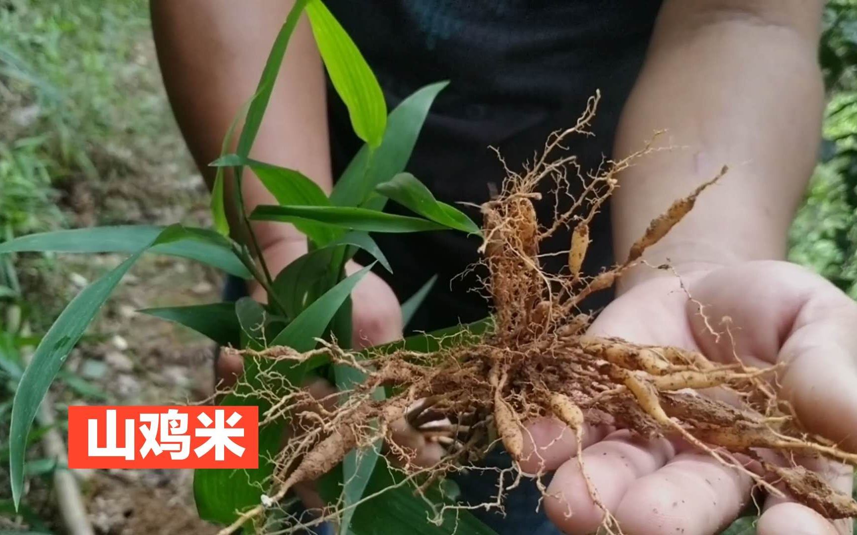 淡竹叶(山鸡米)客家人喜爱的凉茶,叶子容易买,根块一般没卖.