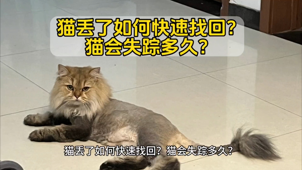 猫丢了如何快速找回?猫会失踪多久?猫丢了怎么找?猫丢了怎么办?专业找猫团队教你找猫方法!哔哩哔哩bilibili