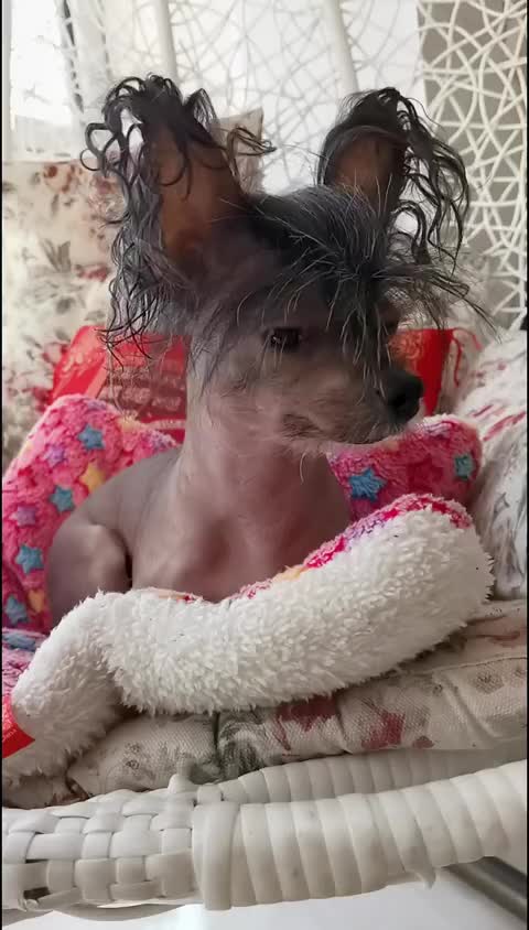 这狗子长得也太潦草了