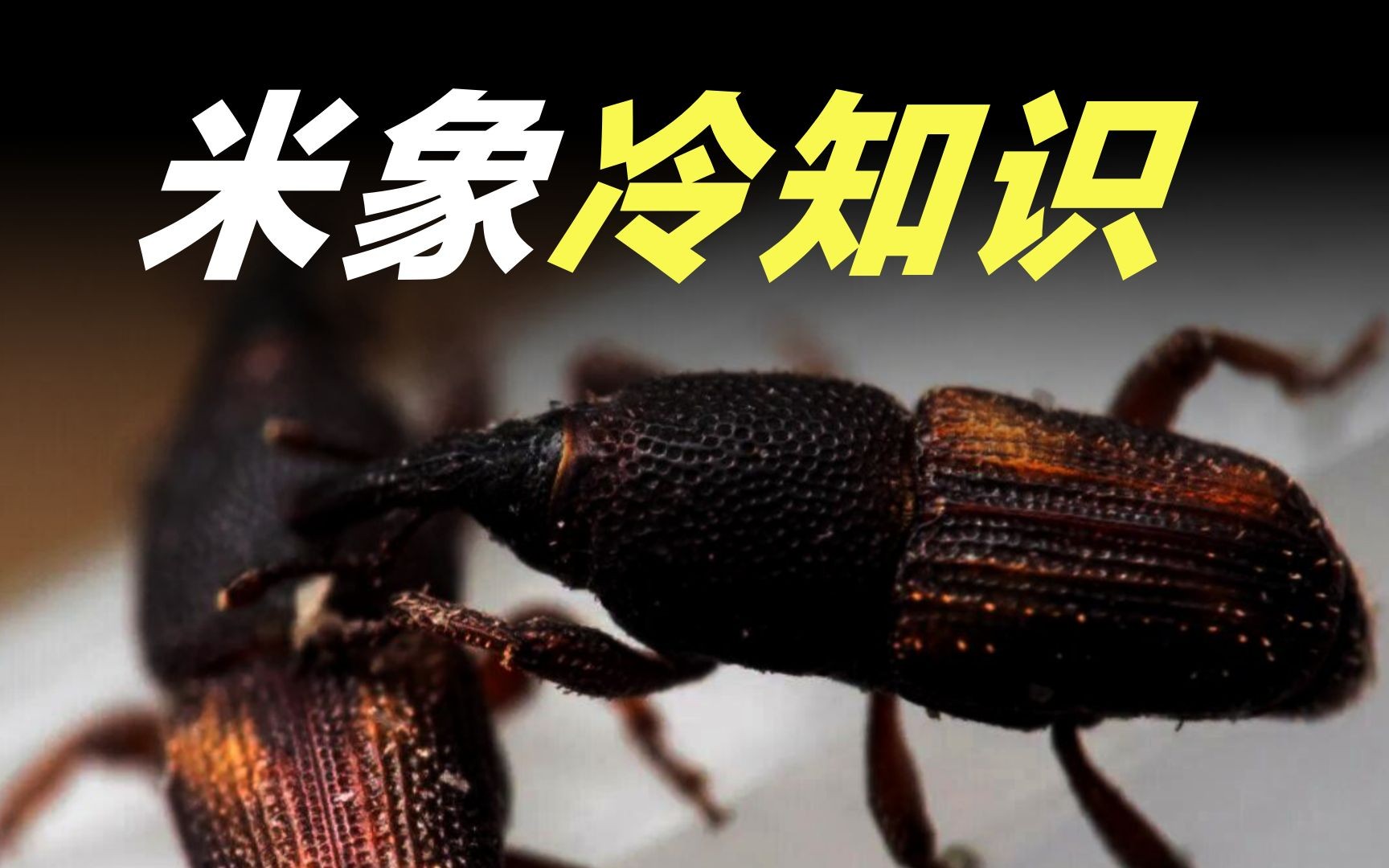 密封的大米还能有虫子?这些你不得不知道的米虫冷知识!