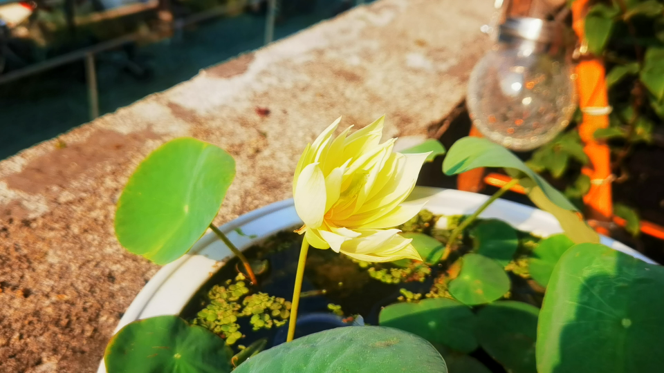 碗莲【秣陵秋色】