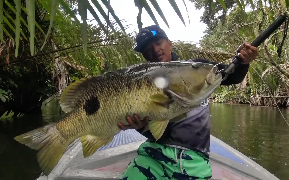 活动  巴布亚斑尾巨鲈