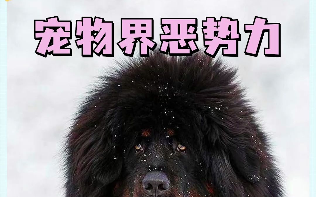 这些宠物界的恶势力狗狗,在路上遇到千万别随便靠近!当心被咬伤