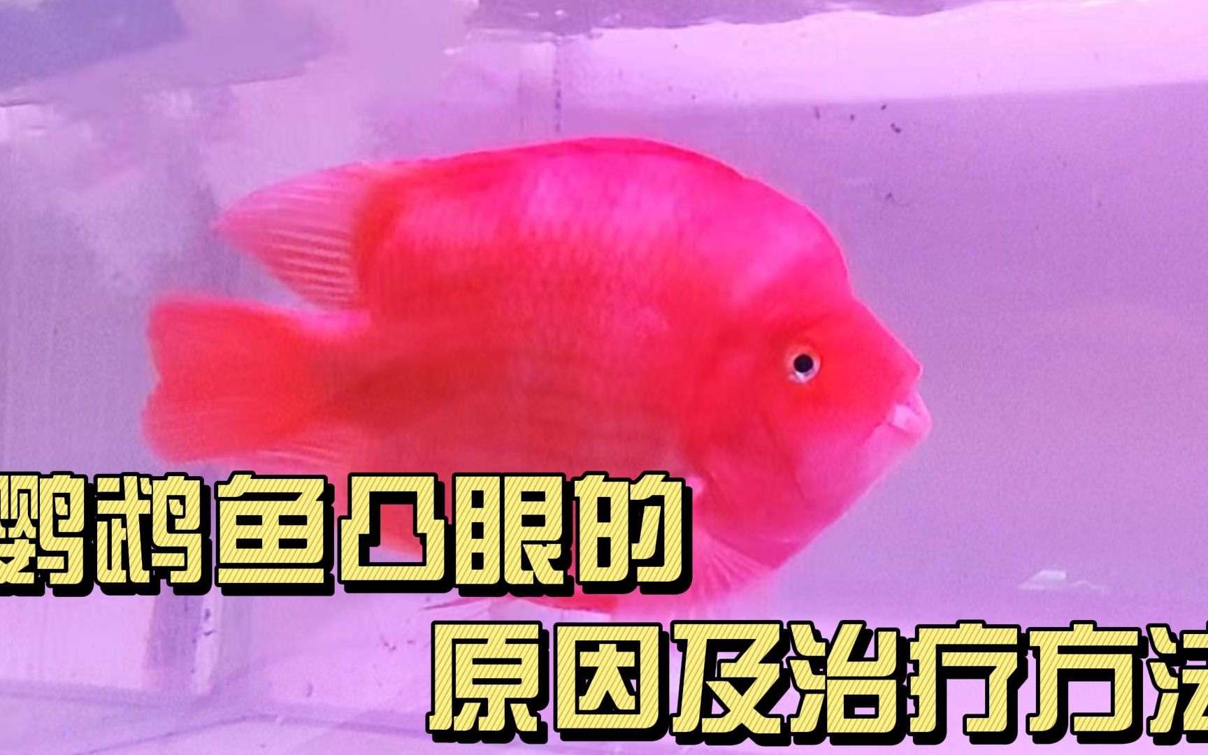 怎么养好水族热带观赏鱼?红财神血鹦鹉鱼凸眼的原因及治疗方法哔哩哔哩bilibili